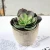 Import New design mini Artificial Succulent Plants in Mini Modern Planter Pots artificial air plants for Home Decor Indoor from China