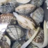 No Sand No Any Additives Frozen Fine Quality Adequate Surf Clam For Sale