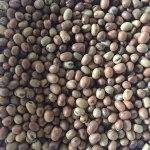 ORGANIC FLAVA BEANS