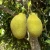 Import Organic Freeze Dried Jackfruit Powder from China