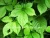 Import Organic Natural Chinese Jiaogulan Leaf  Gynostemma Pentaphyllum Herb Tea Jiaogulan Herbal Tea from China