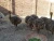 Import Ostrich Chicks /Red and Black neck Ostrich for sale/Live Ostrich Birds from Brazil