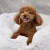 Import Pet Cats and Dogs Luxury Donut Brand Warm Soothing Joints Deepen Sleeping Bed from China