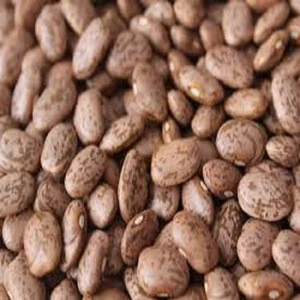Pinto Beans Quality Small Size White- Kidney Bean With