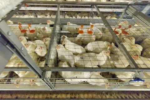 Poultry Stacker Buy Poultry Helper Poultry Cages For Layer Chickens For 10000 Birds ...