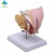 Import Precision Technology Female Genital Model Realistic Internal Organ 4 Parts PVC Life Size For Education Training from China