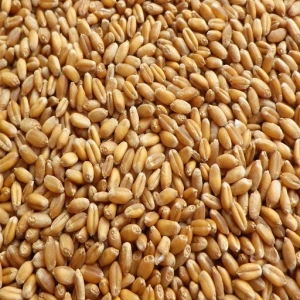 Premium Quality Durum Wheat Grains, Variety of Wheat in Excellent Price