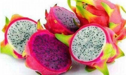 Provider of the Best Fresh Red Dragon Fruit (size 14-16 pieces per box)