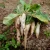 Import Quality Fresh  Radish from South Africa