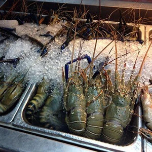 QUALITY FROZEN LOBSTER TAIL / FRESH LIVE LOBSTER