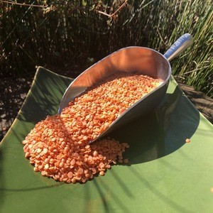 Quality Split Red Lentils & Red Whole Lentils from Canada