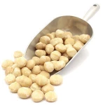 Raw organic Brazil Macadamia nuts with shell and Without shell.