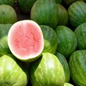 Red Fresh sweet Water Melons