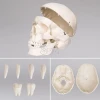 Resources Skeleton Model Human teaching model