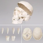 Resources Skeleton Model Human teaching model