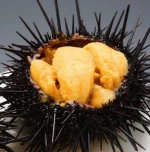 Sea Urchin