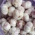 Import small size garlic from china from China