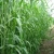 Import Sorghum Hybrid sudan grass Seeds from China