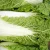 Import South Africa Fresh Celery Cabbage ,Celery Cabbage from South Africa