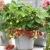 Import Strawberry plants from India