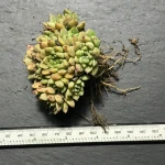 succulents in bulk plant suppliers sell natural succulent