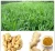 Import Supply Best Quality Black Ginger Extract from China