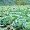 Thai Cabbage