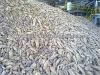 Thailand Organic High Quality Fresh Cassava for Sale