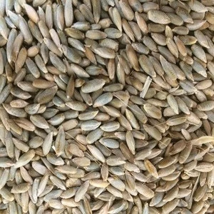 Top quality Rye grains /Grade AAA