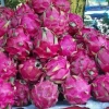 Treated by irradiation fresh dragon fruit for USA market