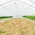 Import Tunnel / single-span plastic film greenhouse for farming from China