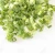 Import VIETNAM GREEN ONION FROZEN IQF FRESH SCALLION FOR SALE QUICK DELIVERY from China