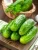 Import VIETNAM PICKLED GHERKIN IN NATURAL VINEGAR | BABY CUCUMBER IN JAR ( DRUM ) | DILL PICKLES BOATSWITH HIGH QUALITY AND CHEAP from Vietnam