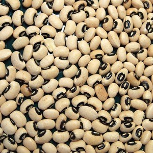 white lima Beans