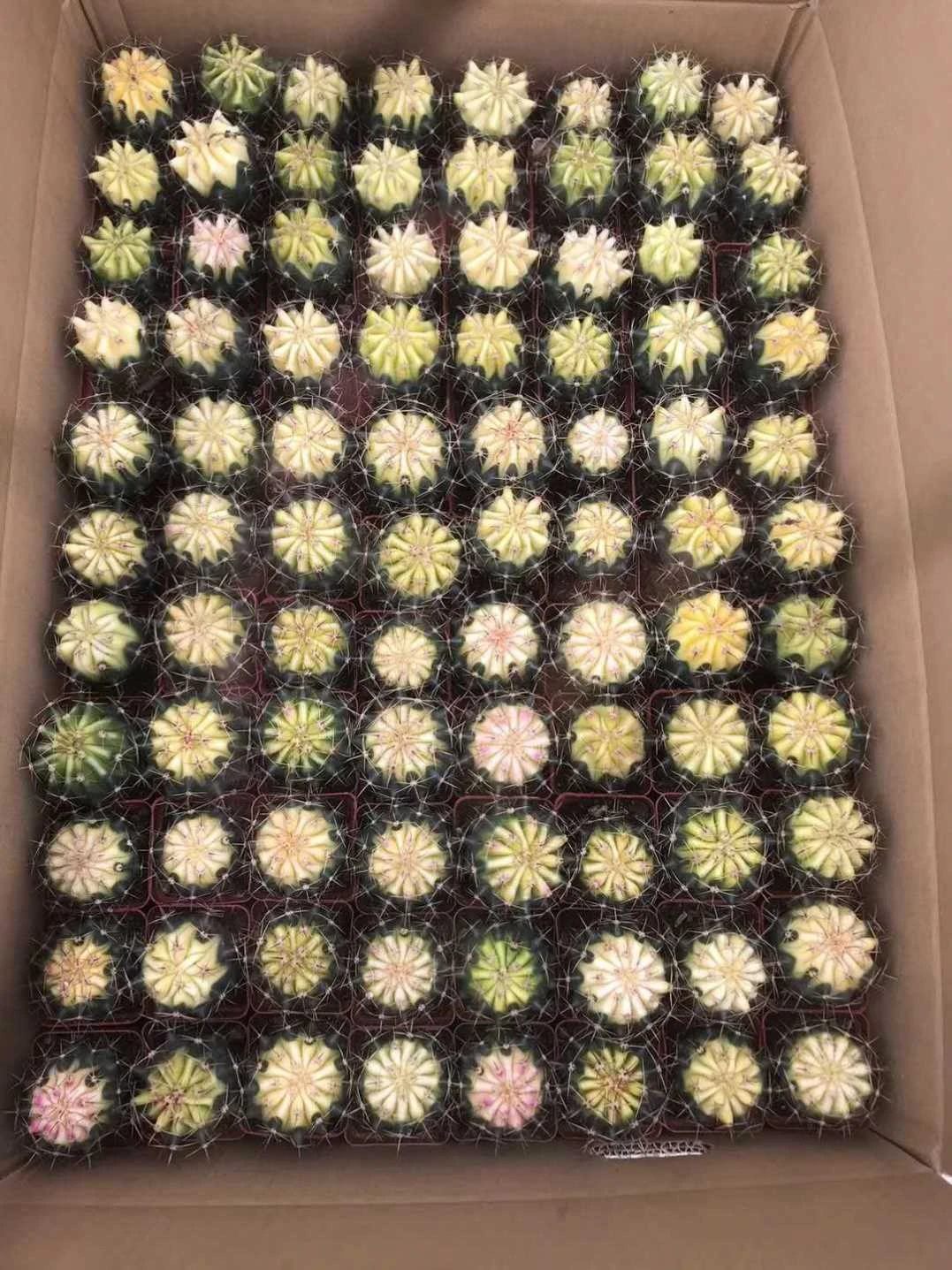 Wholesale 88 natural purple sun cactus, mini home improvement green plant