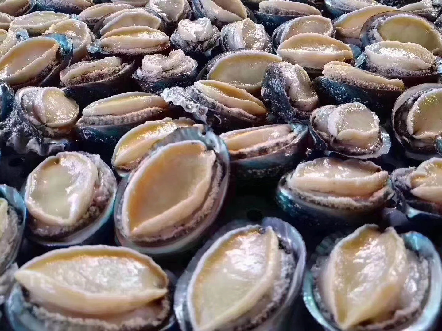 Wholesale Shellfish Dried/Frozen Abalone