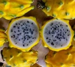 Yellow Dragon Fruit / Yellow Pitahaya