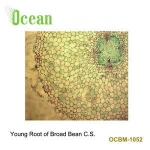 Young Root of Broad Bean C.S.  medical science subject and biological plant prepared microscope slides
