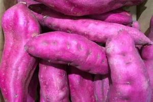 Sweet potato purple