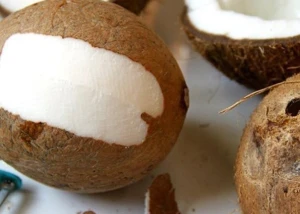 Fresh Coconuts From Cameroon , Wholesale Good Price