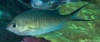 Ternate Chromis
