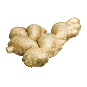 Fresh ginger in bulk for sale ideal for medicinal and wellness industries