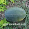 Tropical seedless triploid watermelon seed﻿