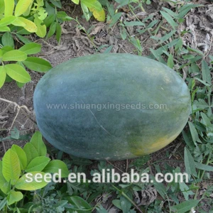 Tropical seedless triploid watermelon seed﻿