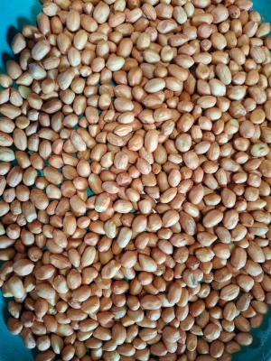 Ground Nut Kernal