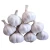 Import Naturally Grown Fresh Garlic Featuring Firm Cloves Rich Flavor And 98% Clean Surface Quality from South Africa