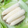 Export Top Selling White Maize Corn/ White Corn & White Corn Air Dried White