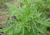 Tagetes minuta  Oil or Plants for sale
