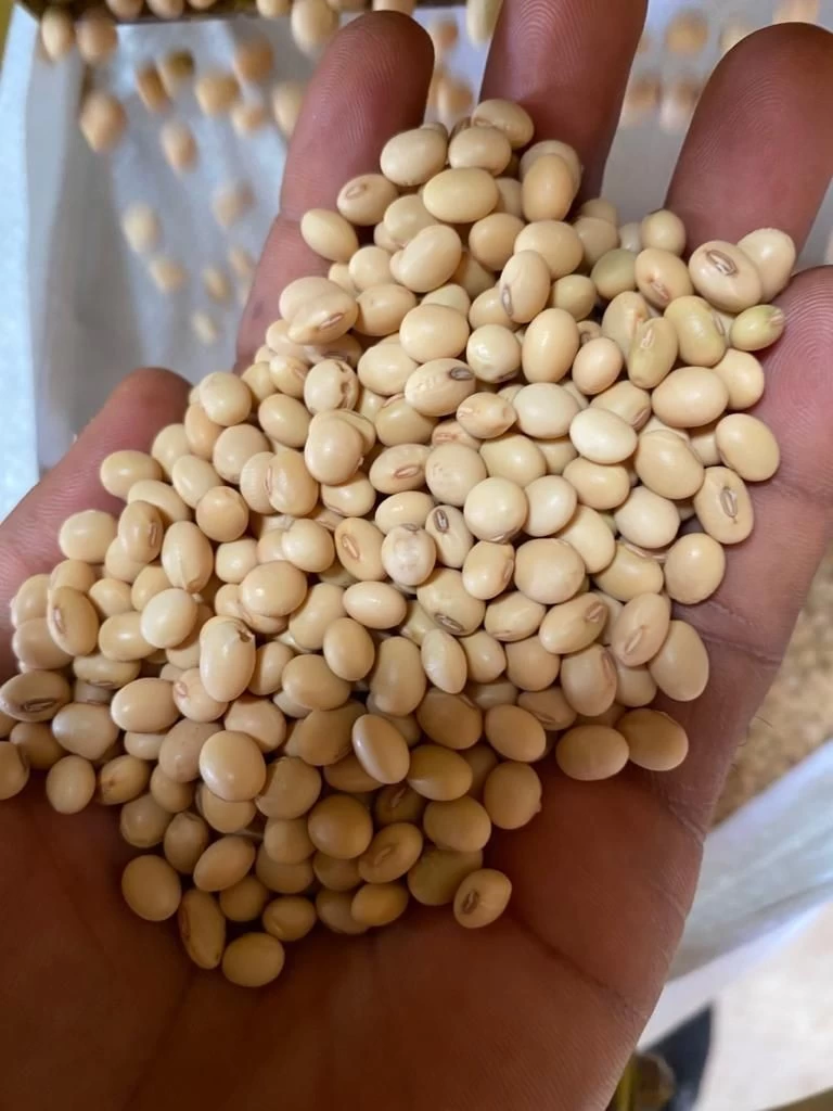 Buy Soybeans from Complete Farmer LLC, Ghana