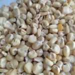 Top Selling Non GMO White Corn & White Corn Air Dried White Maize Corn for Sale